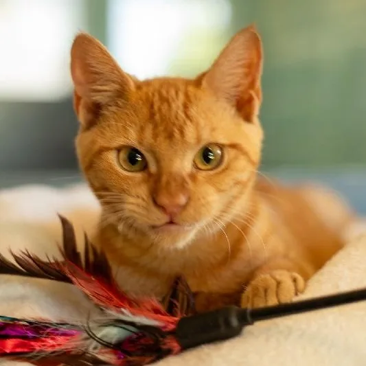 A baby medium-sized male Domestic Short Hair cat named Butterscotch for adoption in Seymour, IN