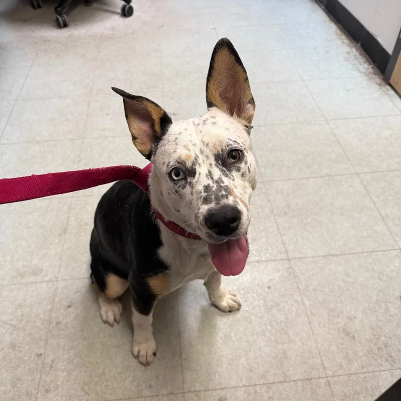 An adult medium-sized female White / Cream Mixed Breed dog named Princess for adoption in Philadelphia, PA