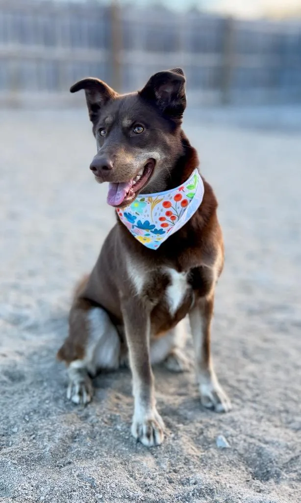 A young medium-sized female Husky dog named Addie for adoption in Muskegon, MI