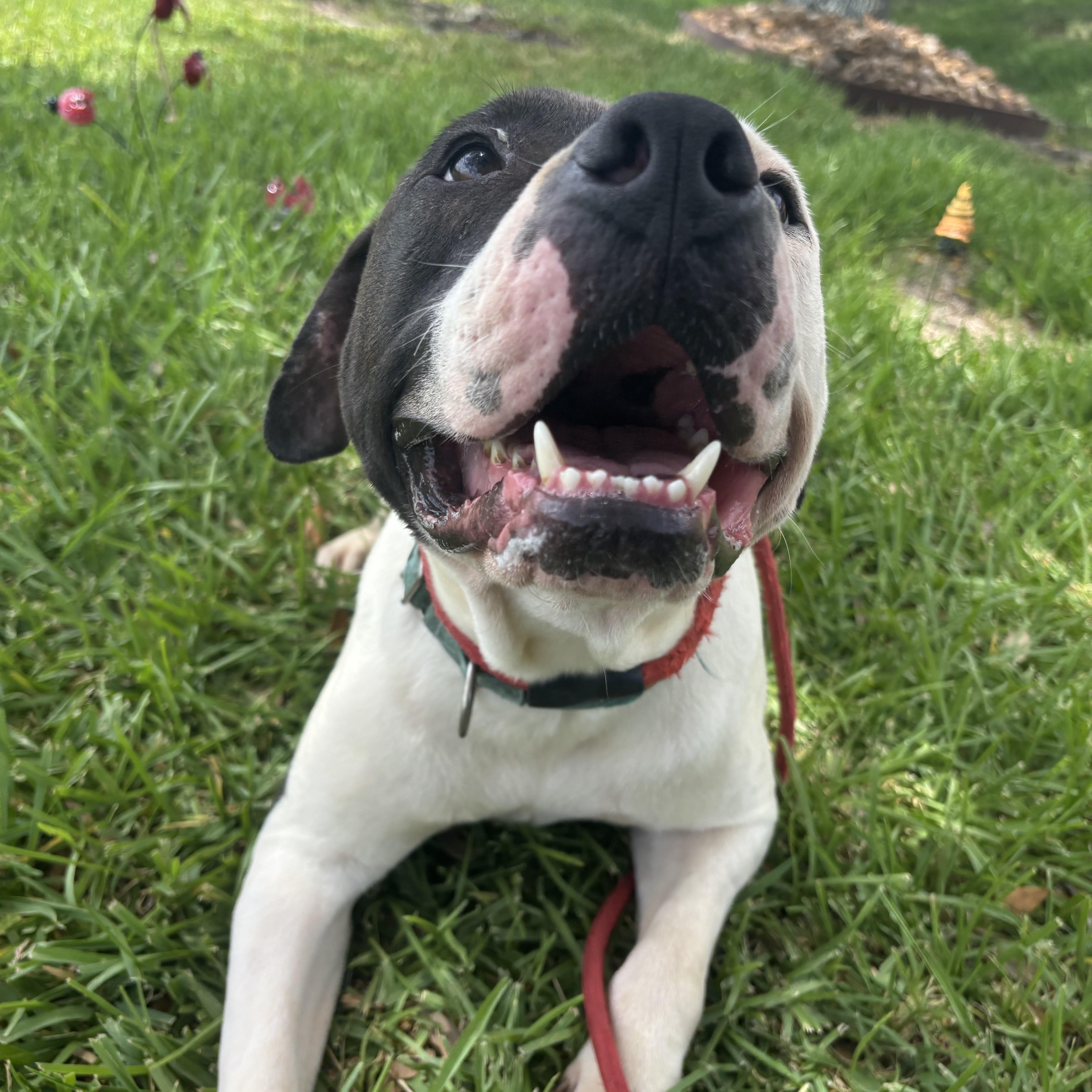 A young medium-sized male Harlequin Pit Bull Terrier dog named Kaiden for adoption in Pearland, TX