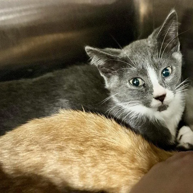 A baby small-sized male Gray / Blue / Silver Domestic Short Hair cat named Jake for adoption in Tavares, FL