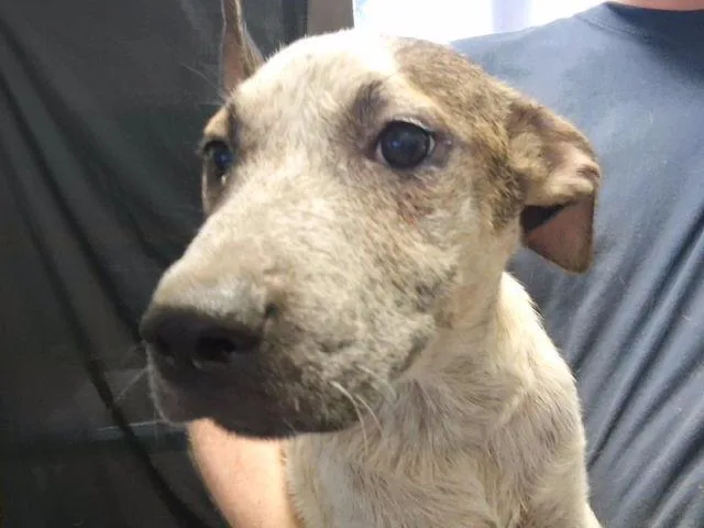 A baby small-sized male German Shepherd Dog dog named Dr Cuddles for adoption in Tulsa, OK