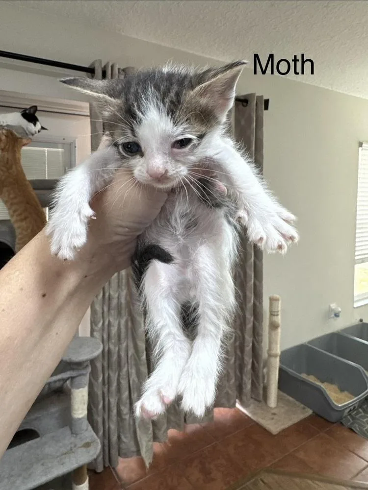 A baby small-sized male Gray & White Domestic Short Hair cat named Moth for adoption in Deltona, FL