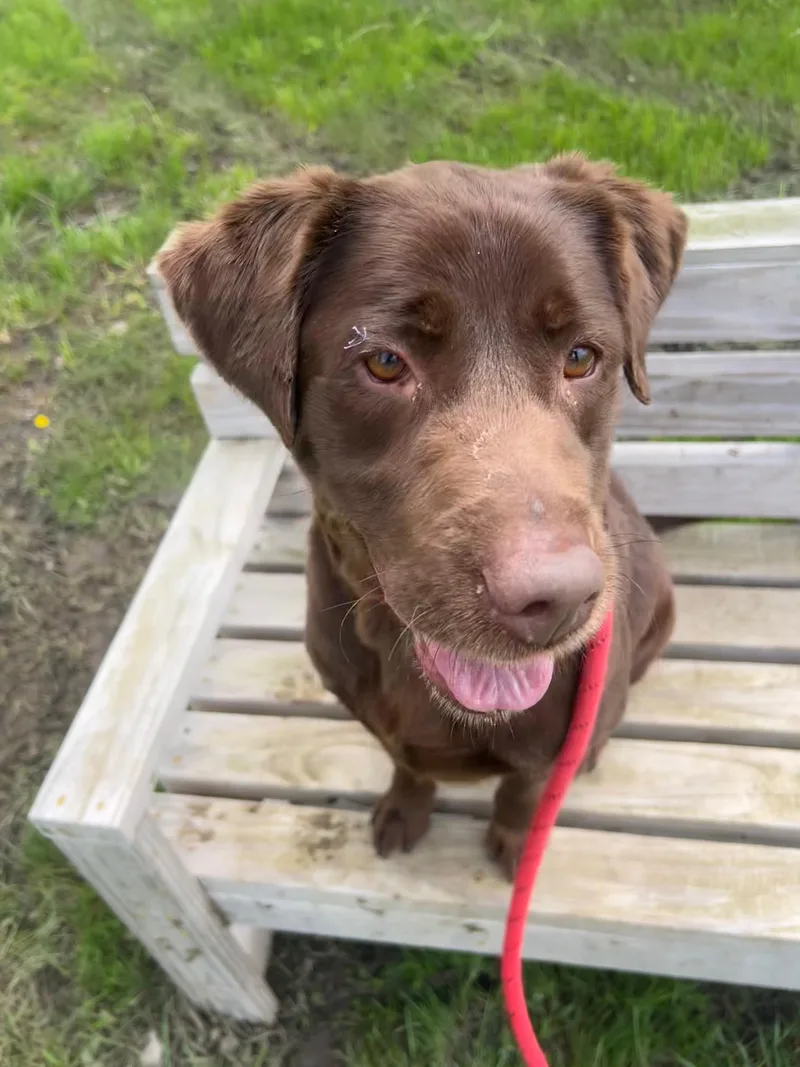 An adult medium-sized female Brown / Chocolate Chocolate Labrador Retriever dog named Tootsie for adoption in St. Joseph, MI