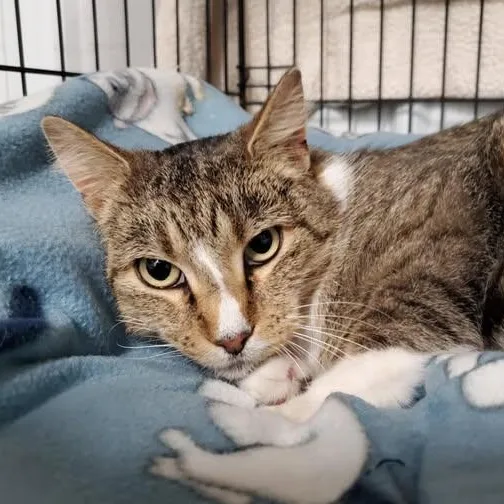An adult medium-sized male Tabby (Brown / Chocolate) Domestic Short Hair cat named Prince for adoption in Marseilles, IL