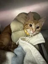 An adult medium-sized female Tabby (Orange / Red) Domestic Short Hair cat named Zinnia for adoption in Manitowoc, WI