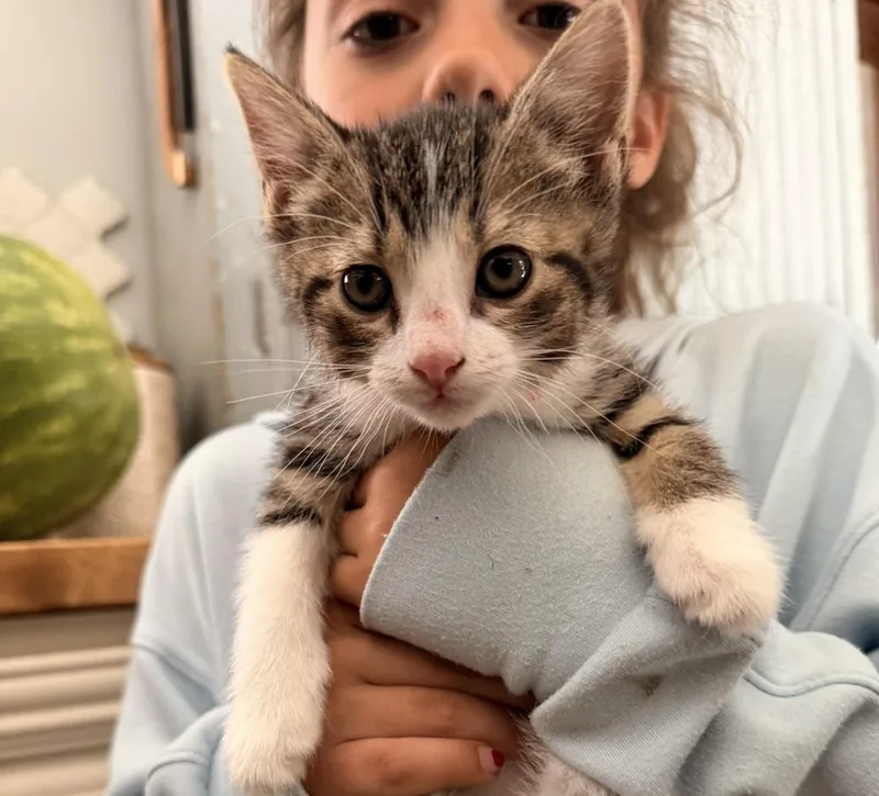 A baby small-sized female Domestic Short Hair cat named Iva for adoption in Poplar Grove, IL
