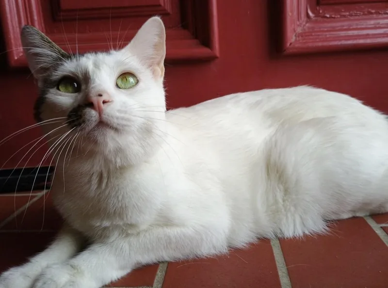 An adult medium-sized male White Domestic Short Hair cat named Altostratus for adoption in Los Alamitos, CA