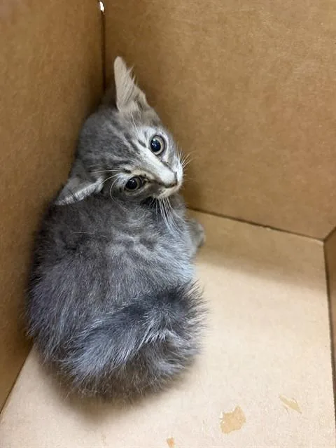 A baby small-sized male Domestic Short Hair cat named Hoolahoop for adoption in Riverside, CA