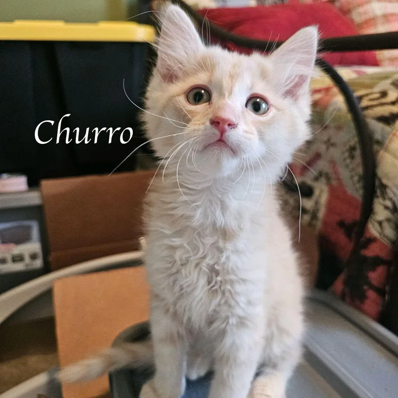 A baby medium-sized male Buff & White Domestic Medium Hair cat named Churro for adoption in Murfreesboro, TN