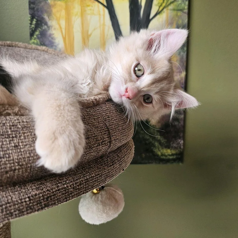 Churro thumbnail 2