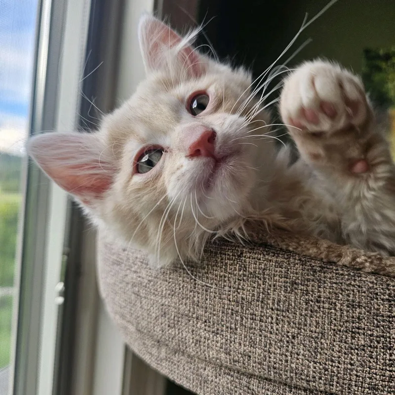 Churro thumbnail 3