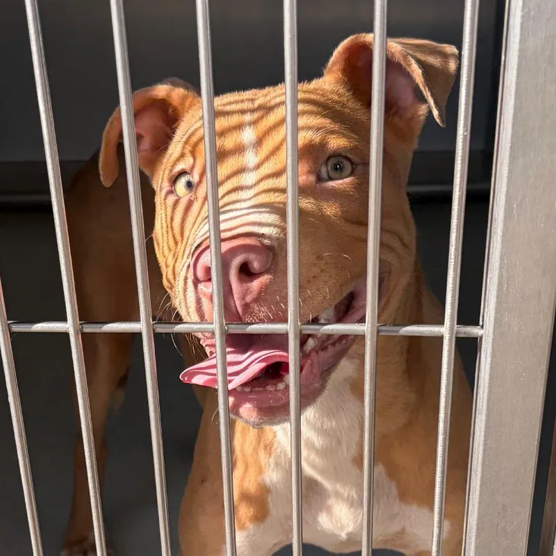 An adult medium-sized male Yellow / Tan / Blond / Fawn Mixed Breed dog named Macho Nacho for adoption in Greenville, SC