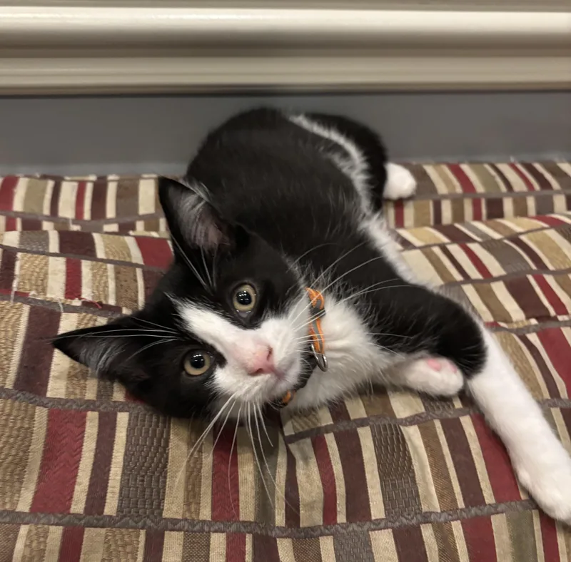 A baby medium-sized male Black & White / Tuxedo Tuxedo cat named Nicholas for adoption in Macomb, MI