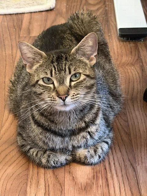 An adult medium-sized female Domestic Medium Hair cat named Allie for adoption in Honeoye, NY