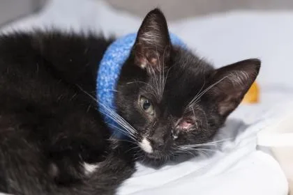 A young small-sized female Domestic Short Hair cat named B Clara for adoption in North Charleston, SC