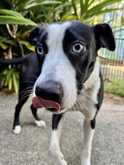 An adult medium-sized female Mixed Breed dog named Frost for adoption in New Orleans, LA