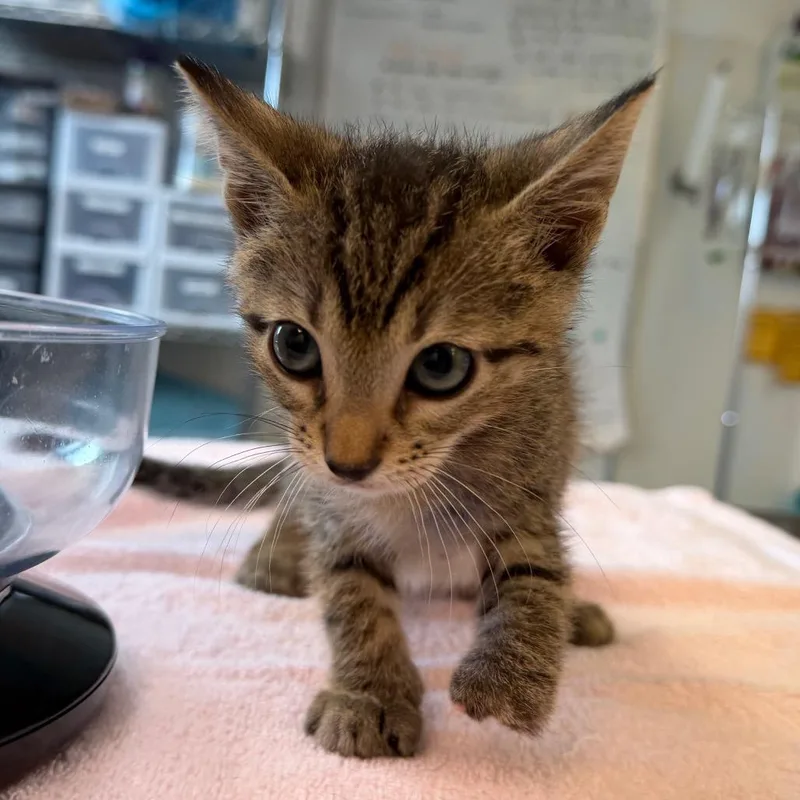 A baby small-sized male Brown / Chocolate Domestic Short Hair cat named Blueberry Bagel for adoption in Austin, TX