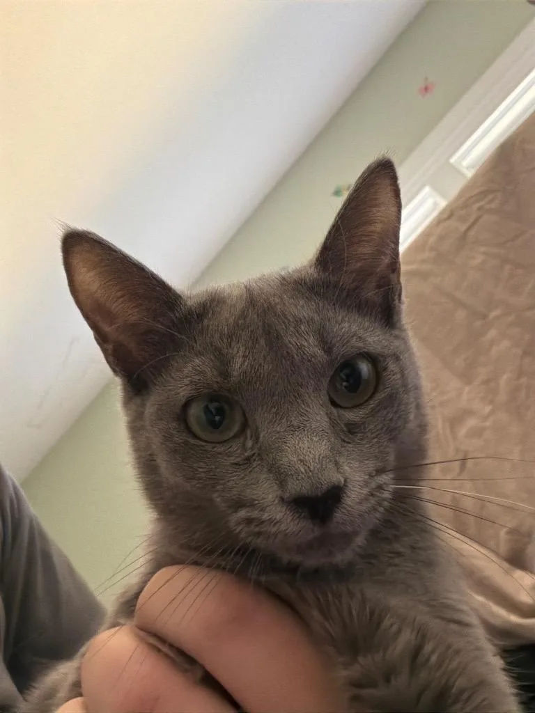 A young medium-sized female Domestic Short Hair cat named Edith for adoption in Cumming, GA