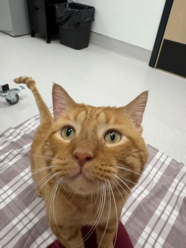 An adult extra large-sized male Tabby (Orange / Red) Domestic Short Hair cat named Ricardio for adoption in Hillsboro, MO