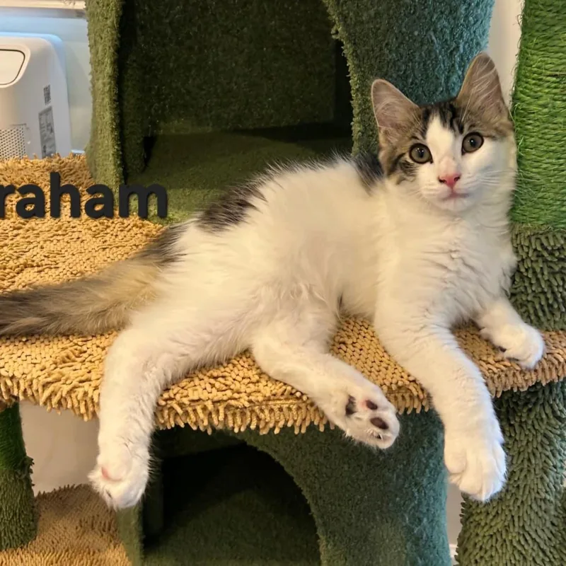 A baby medium-sized male Domestic Long Hair cat named Graham for adoption in Sewell, NJ