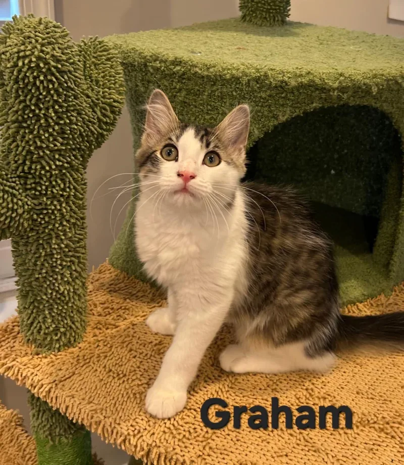 Graham thumbnail 2