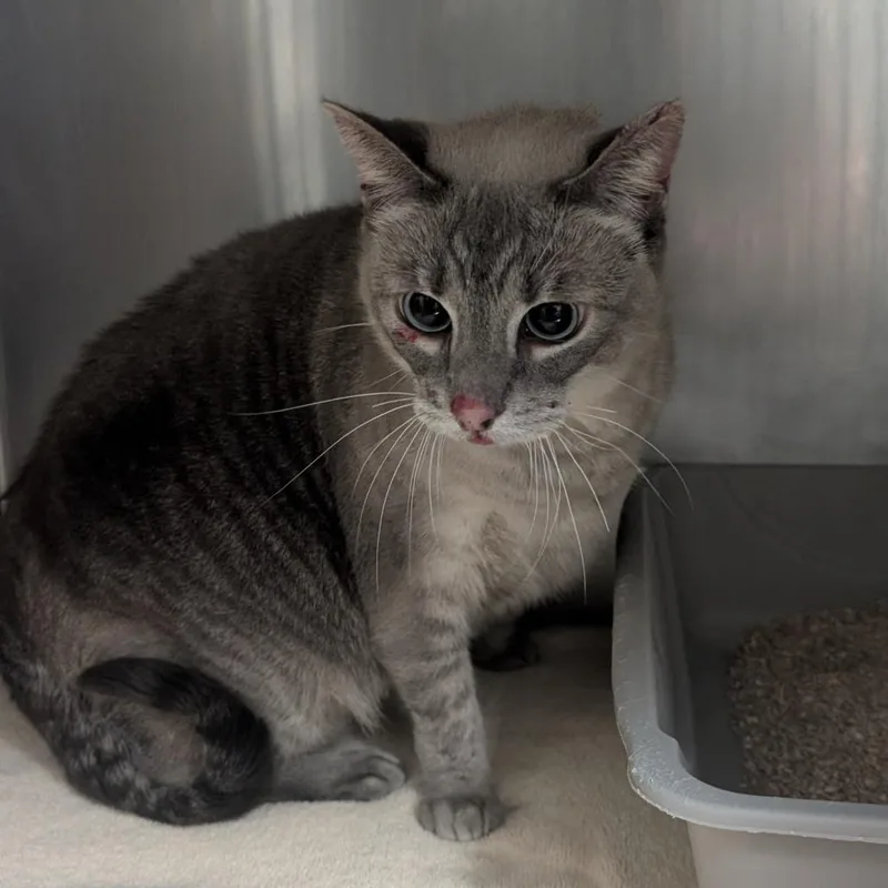 A senior large-sized female Siamese cat named Curacao for adoption in Bryan, TX