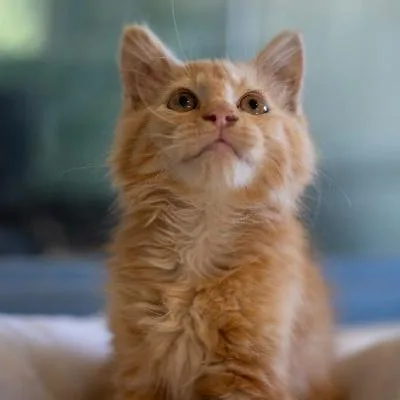 A baby medium-sized male Domestic Long Hair cat named Poppy for adoption in Seymour, IN
