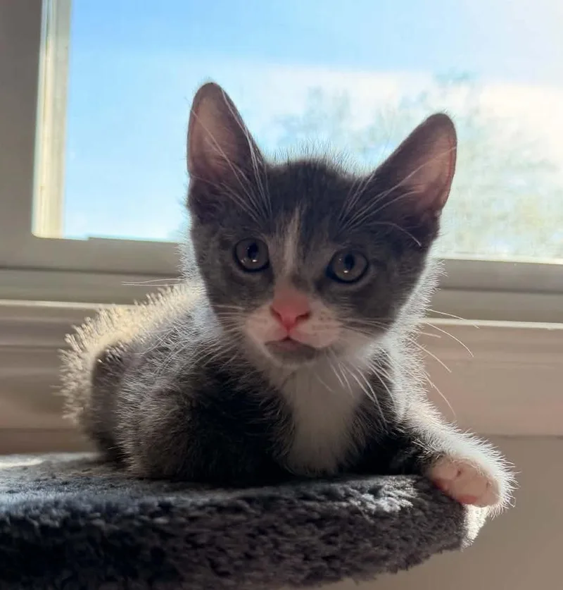 A baby medium-sized male Gray & White Domestic Short Hair cat named Louie for adoption in Breinigsville, PA