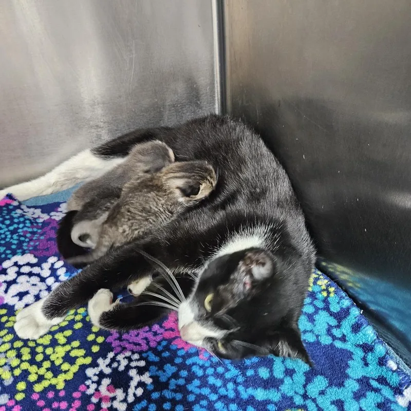 An adult medium-sized female Black Domestic Short Hair cat named Milkyway for adoption in Baltimore, MD