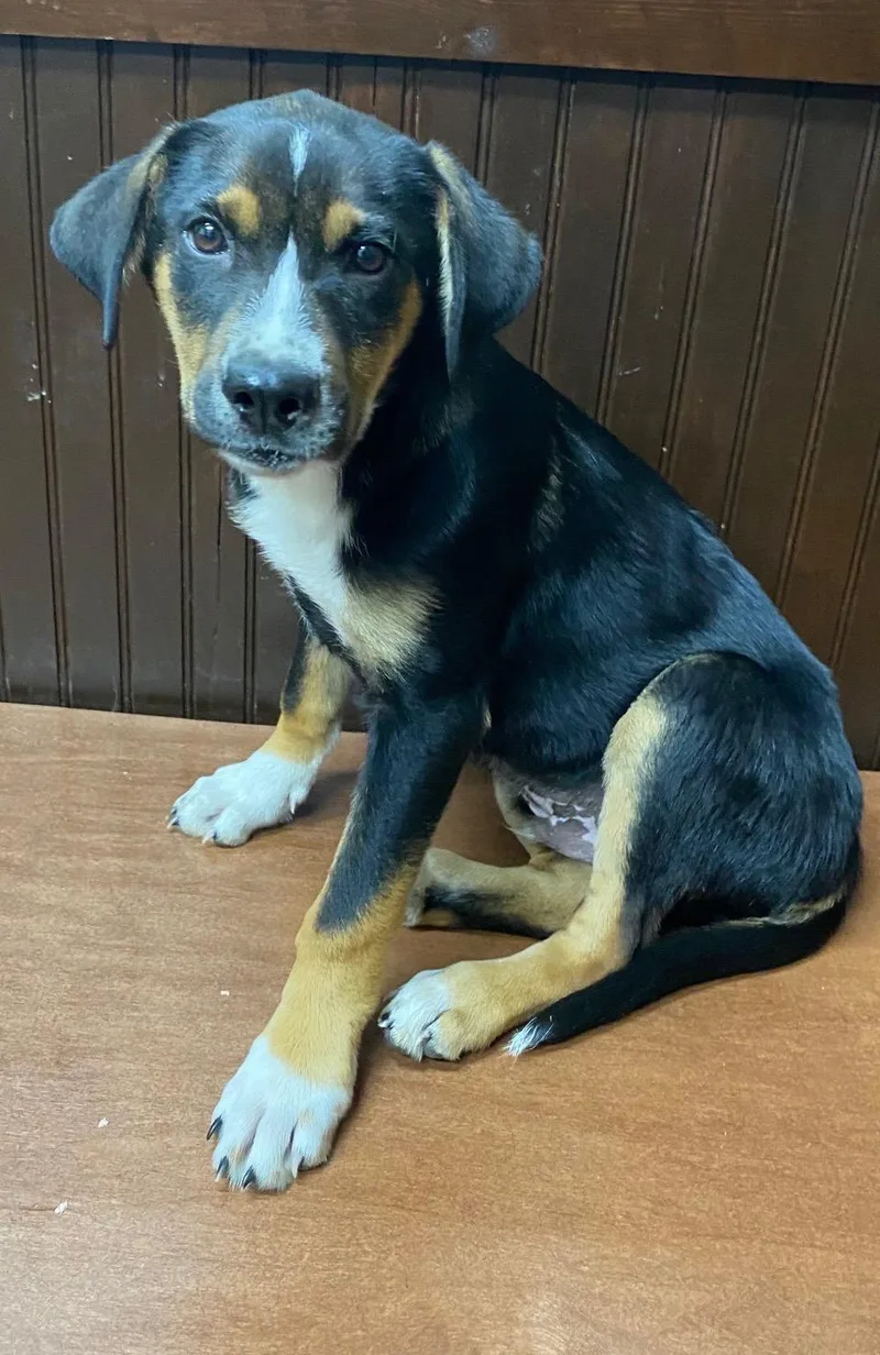 A baby large-sized male Tricolor (Brown, Black, & White) Bernese Mountain Dog dog named Puptart for adoption in Evergreen, CO