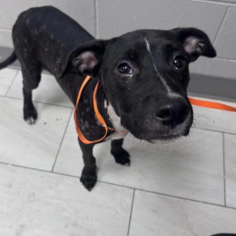 A young medium-sized male Mixed Breed dog named Willie for adoption in Lufkin, TX