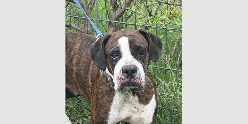 An adult medium-sized female Boxer dog named Tillie for adoption in Hewitt, TX