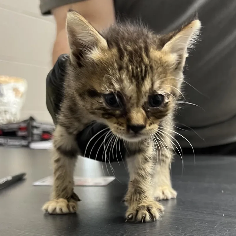 A baby small-sized female Brown / Chocolate Domestic Short Hair cat named Maya for adoption in Lufkin, TX
