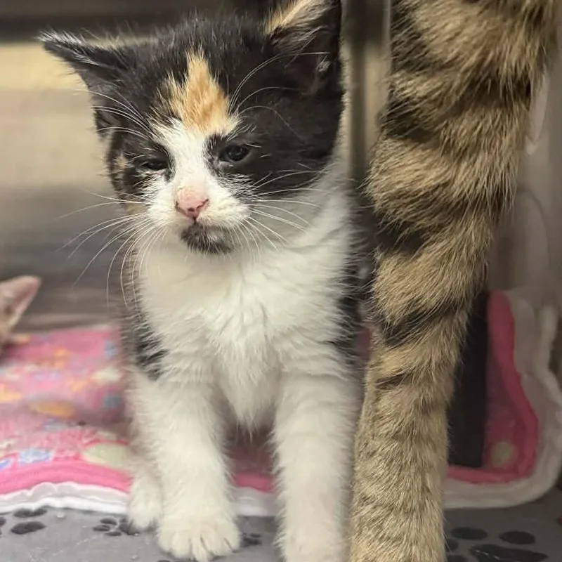 A baby small-sized female Calico Domestic Short Hair cat named Fran for adoption in Caryville, TN