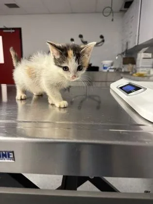 A baby small-sized female Domestic Short Hair cat named Gardenia for adoption in West Chester, PA