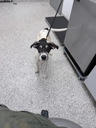 An adult small-sized male Terrier dog named Apollo for adoption in Gastonia, NC