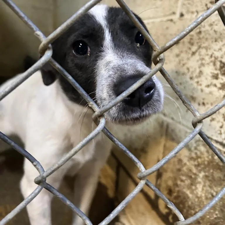 A young small-sized female White / Cream Mixed Breed dog named Orion for adoption in New York, NY