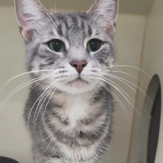 A young medium-sized female Gray / Blue / Silver Domestic Short Hair cat named Stu B for adoption in La Grange, KY