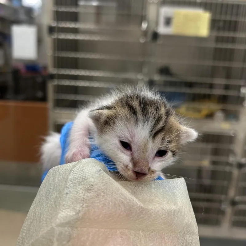 A baby small-sized male Brown / Chocolate Domestic Short Hair cat named Nils for adoption in Upland, CA