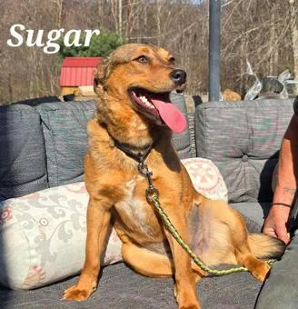 Sugar