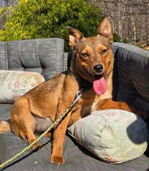 Sugar thumbnail 2