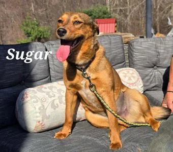 Sugar thumbnail 3