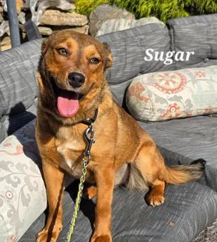 Sugar thumbnail 4