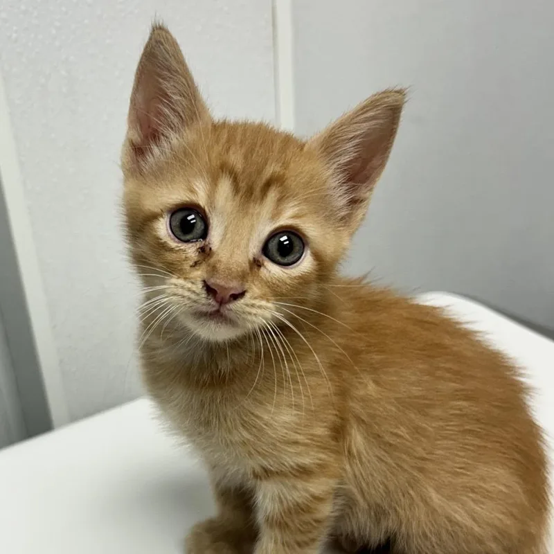 A baby small-sized male Orange / Red Domestic Short Hair cat named Clutch for adoption in Abilene, TX