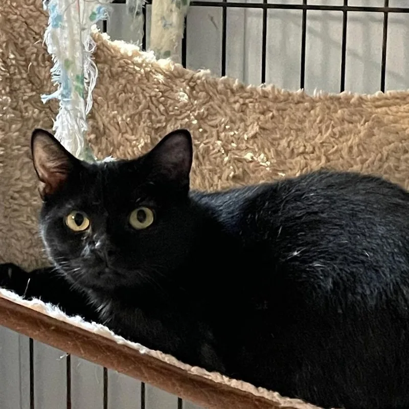 A young medium-sized female Black Domestic Short Hair cat named Mocha for adoption in Spencer, IN