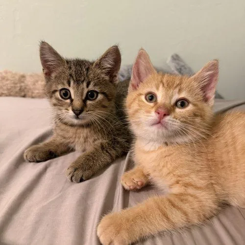 A baby small-sized male Tabby (Brown / Chocolate) Domestic Short Hair cat named Frank for adoption in Kenosha, WI