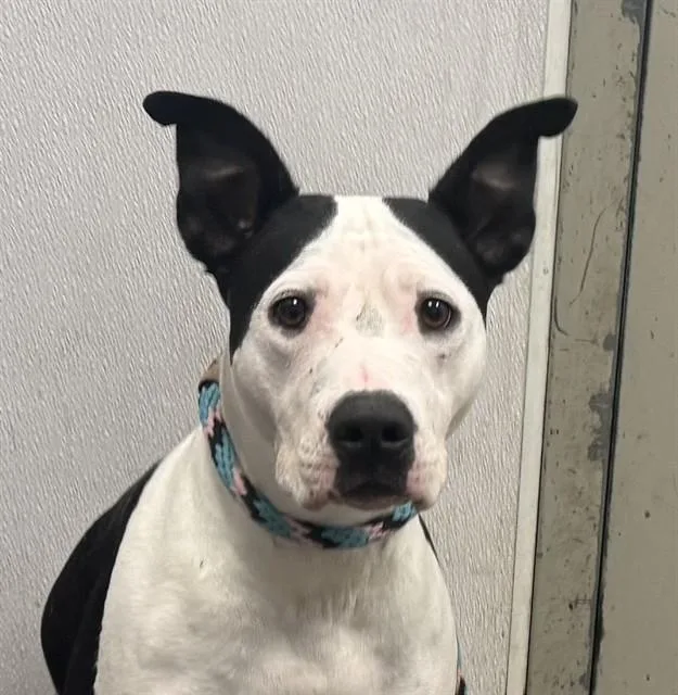 An adult large-sized female Pit Bull Terrier dog named Daisy for adoption in Tucson, AZ