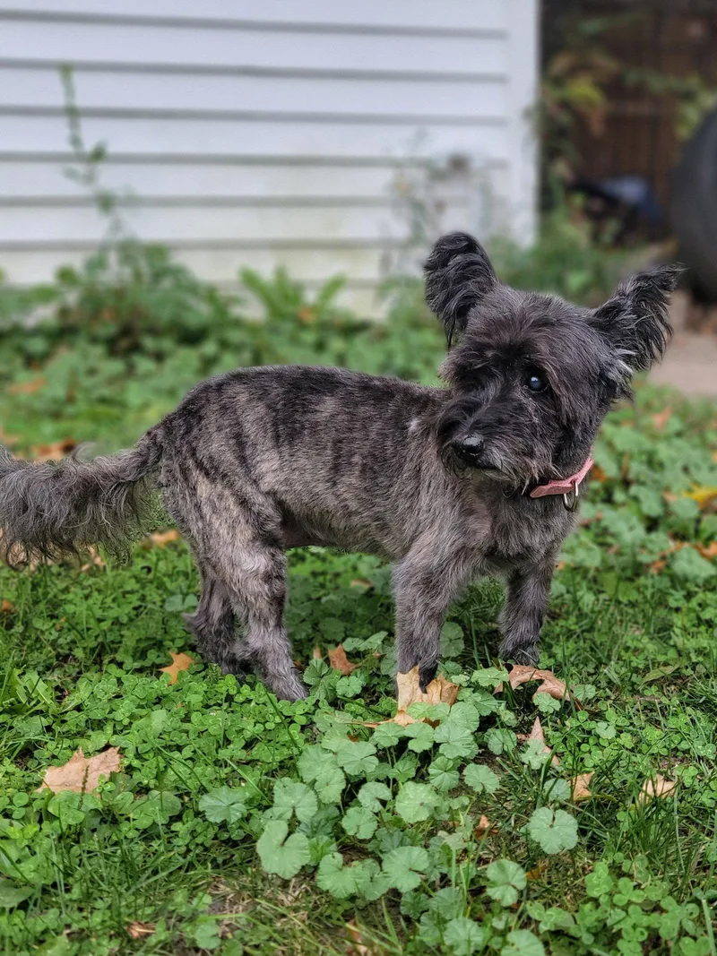 A senior small-sized female Cairn Terrier dog named Gracie Lou for adoption in Cuyahoga Falls, OH