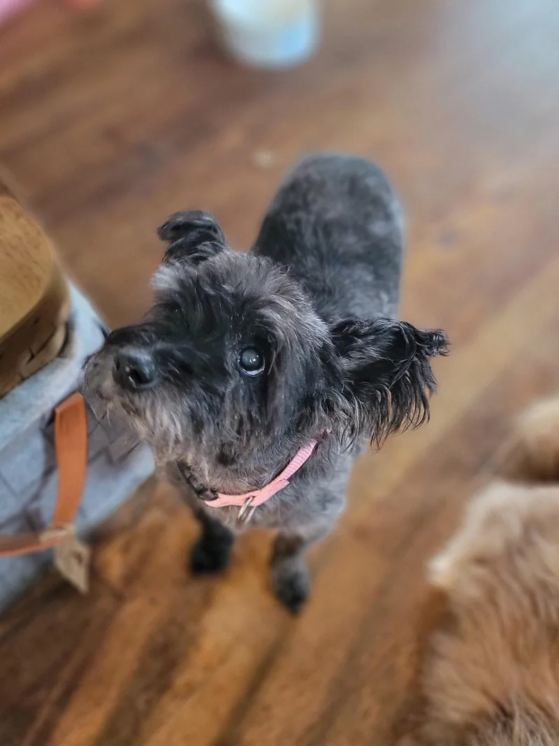 Gracie Lou thumbnail 2